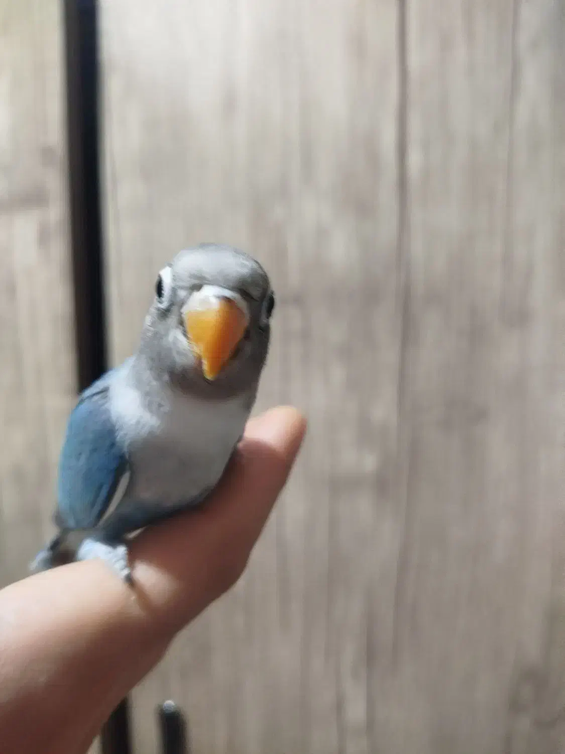 کوتوله برزیلی ماده فیشر|پرنده|اصفهان, مفتح|دیوار