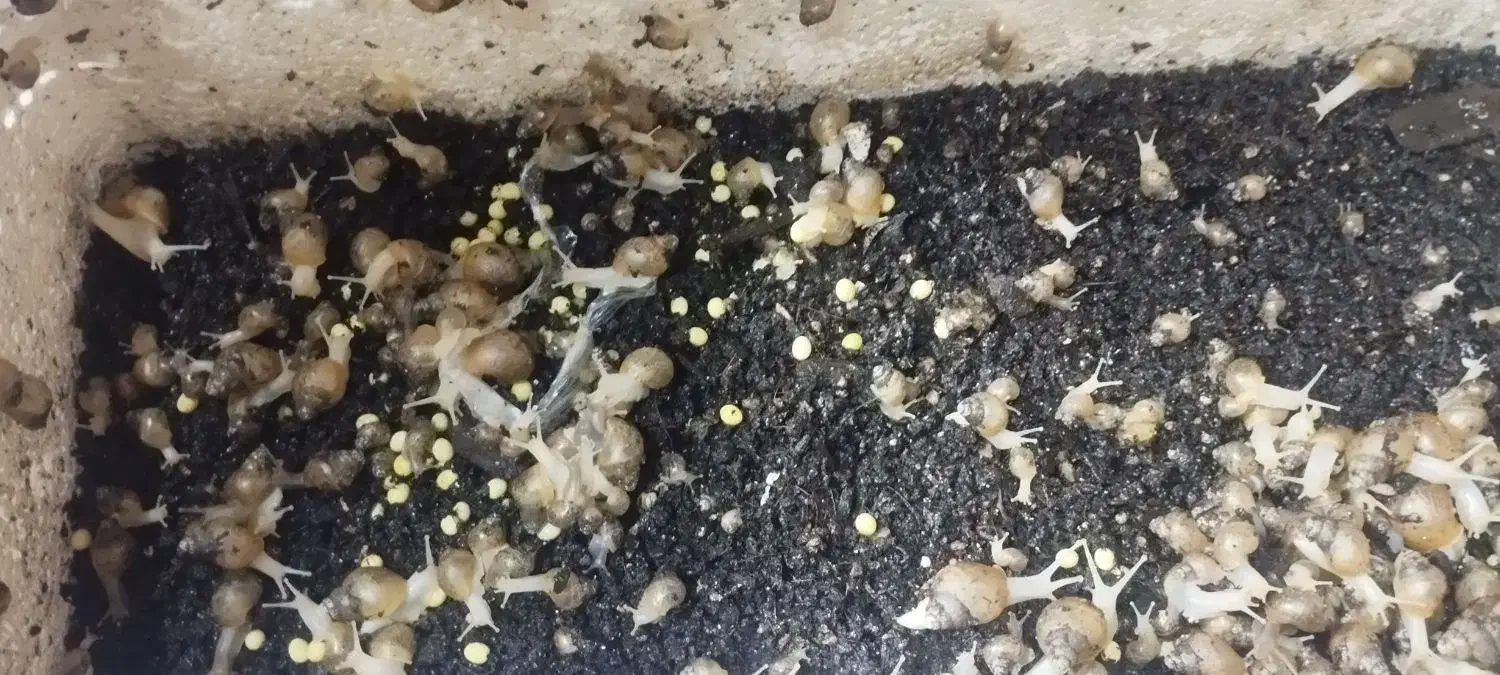 حلزون|خزنده|کرمان, |دیوار