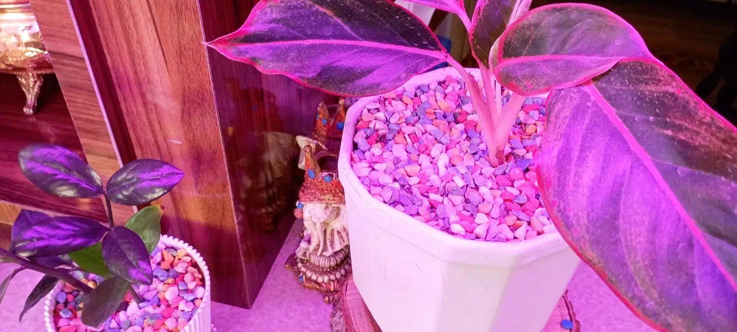 چراغ خطی الیدی رشد گیاه پر نور|لامپ و چراغ|ارومیه, |دیوار