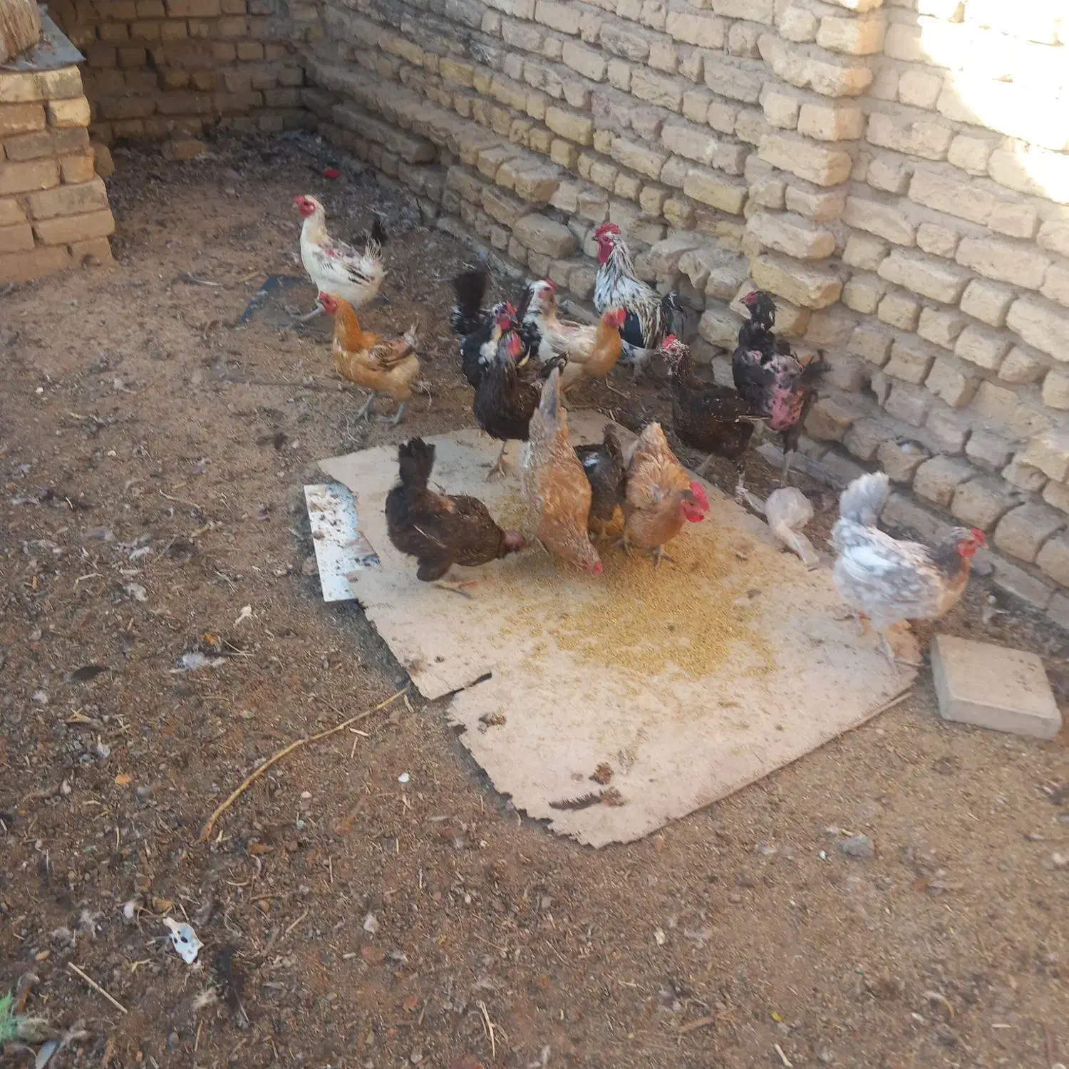 مرغ بومی تخم گذار|حیوانات مزرعه|شهرضا, |دیوار