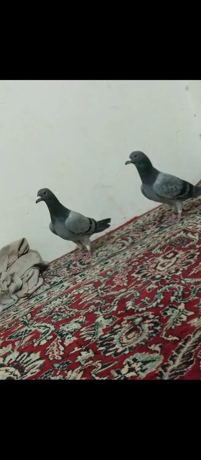 جفت سبز نر|پرنده|زابل, |دیوار