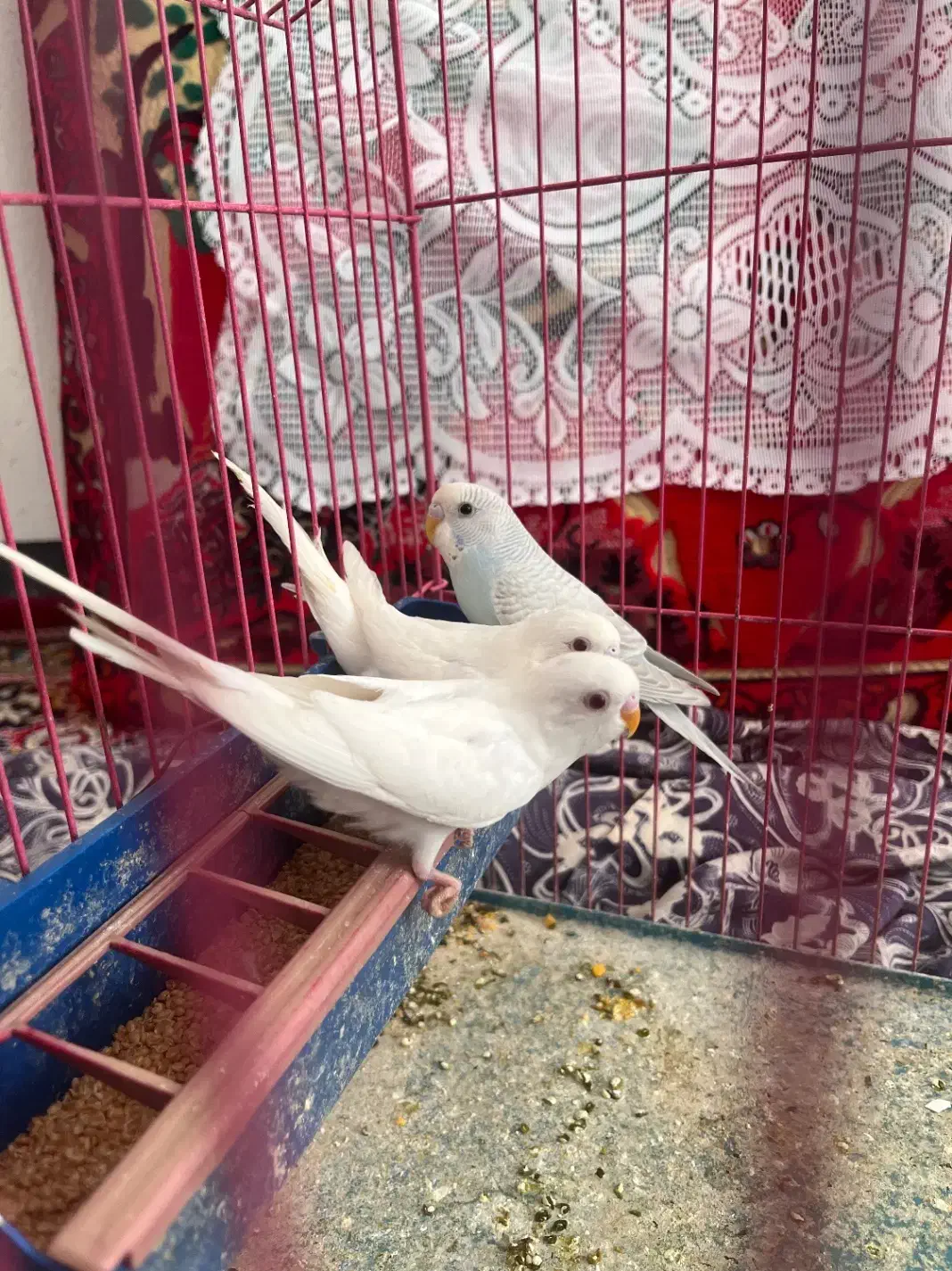 مرغ عشق سفید هلندی چشم قرمز وآبی کمرنگ(رنگ خاص)|پرنده|استهبان, |دیوار