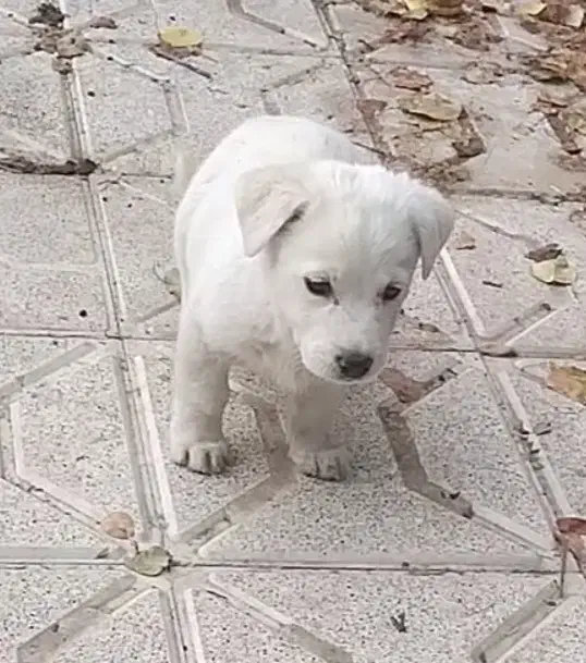 توله سگ پاکوتاه میکس|سگ|مشهد, جاهد شهر|دیوار