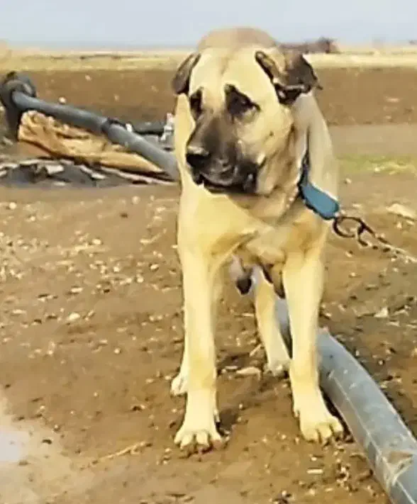 ماده عراقی3/5ساله|سگ|کبودرآهنگ, |دیوار