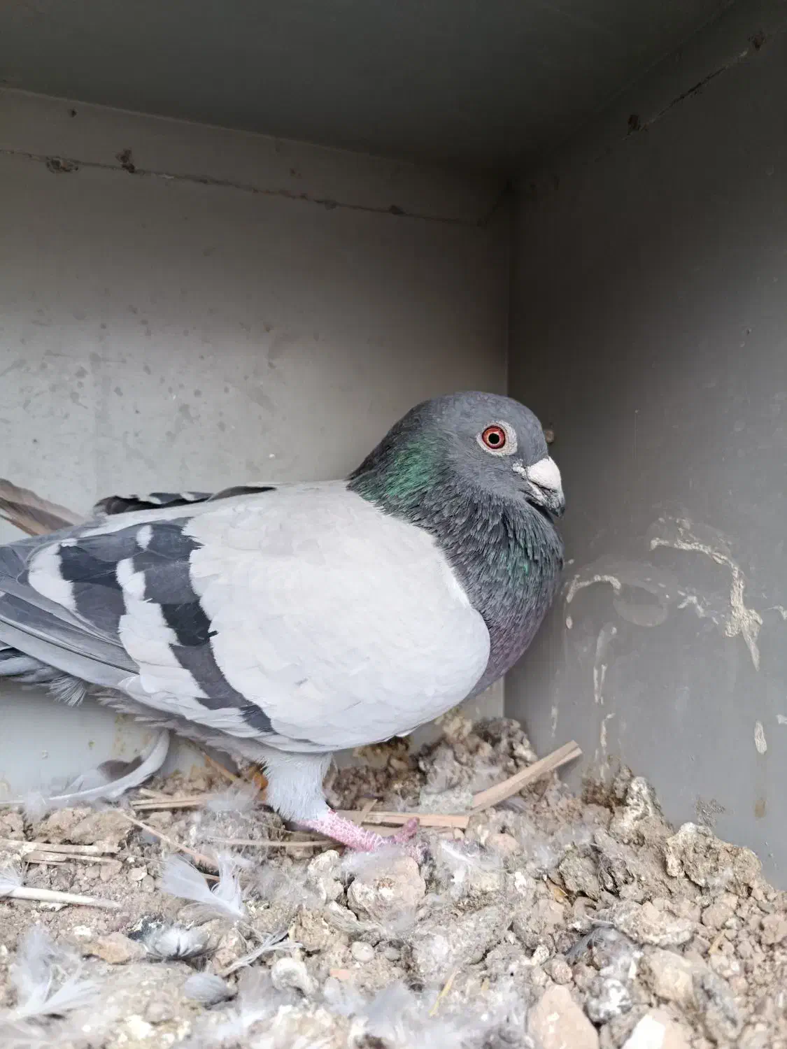 معاوظه|پرنده|دزفول, |دیوار