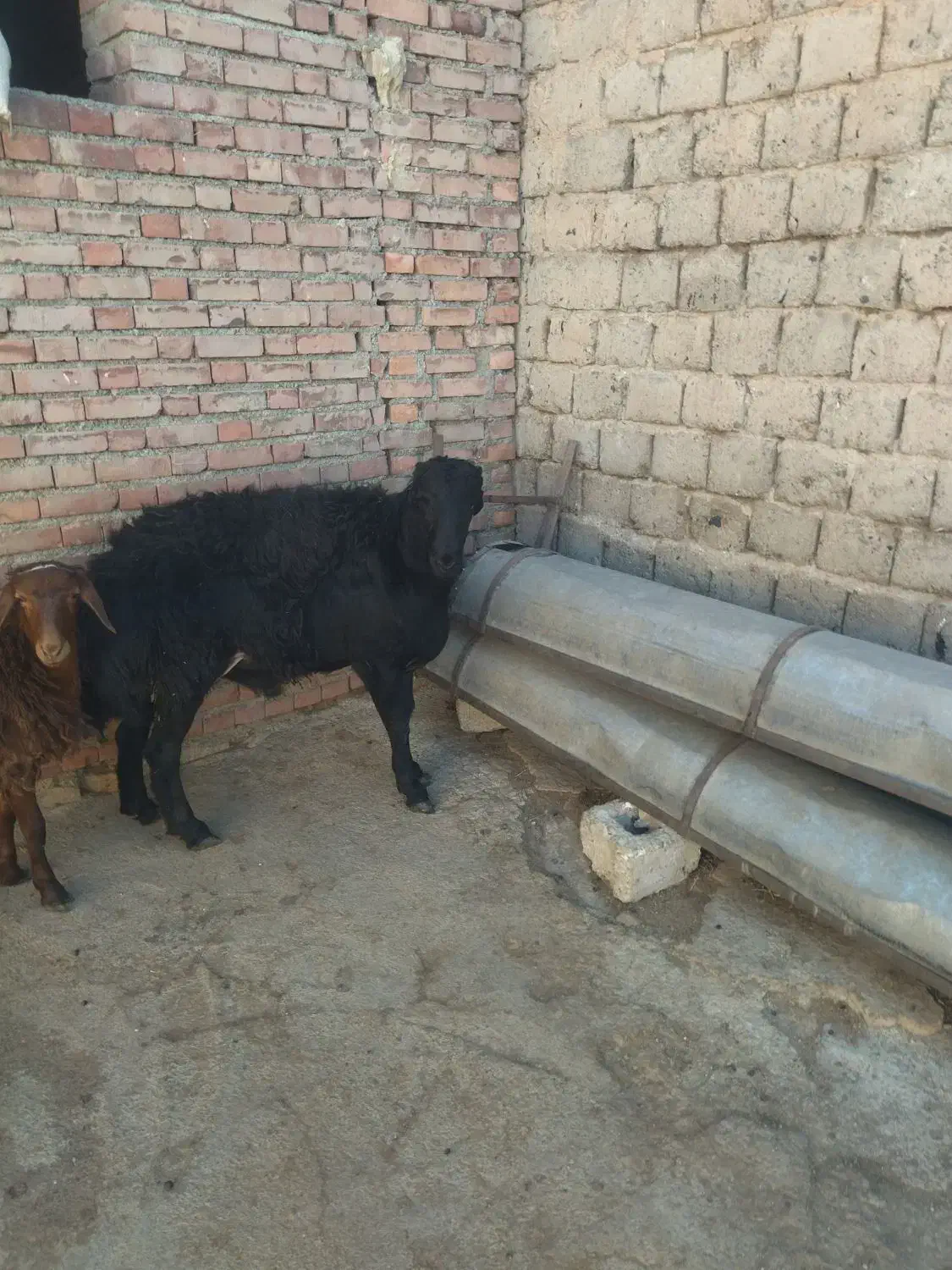 فروشی|حیوانات مزرعه|محمدبار, |دیوار