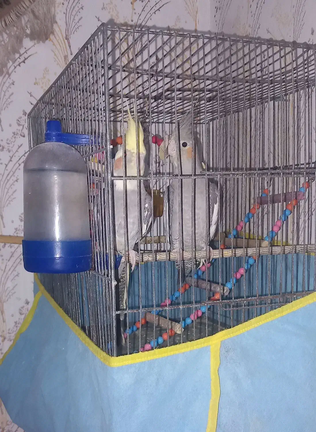 عروس هلندی نروماده|پرنده|آبیک, |دیوار