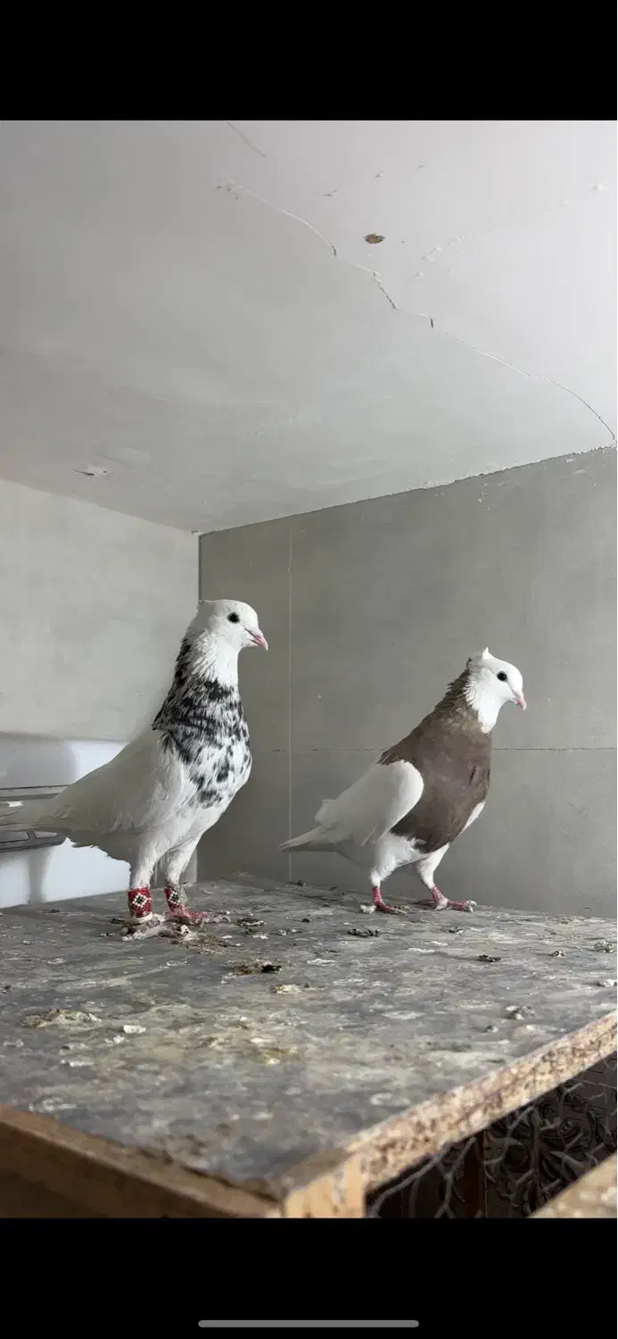 جفتگاه طوقی|پرنده|مشهد, آزادشهر|دیوار