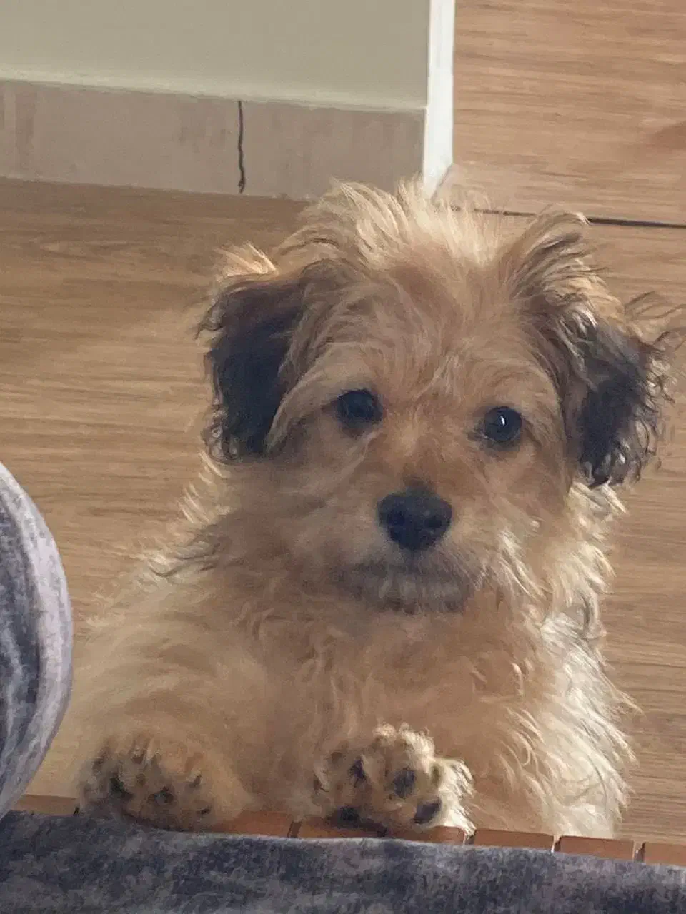 پودل کراس|سگ|هشتگرد, شهرک اداری|دیوار