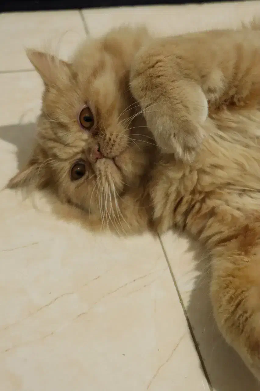 گربه پرشین فلت اصیل|گربه|اصفهان, بهارستان|دیوار