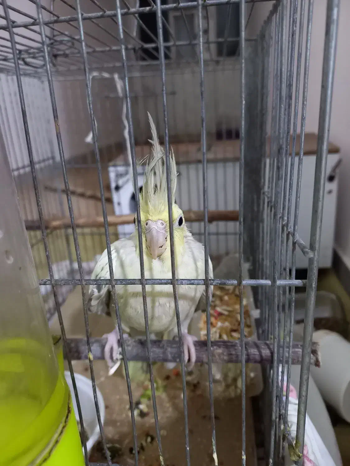 جفت عروس|پرنده|قوچان, |دیوار