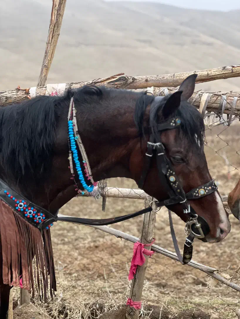 نریان عرب|اسب و تجهیزات اسب‌سواری|تهران, امانیه|دیوار