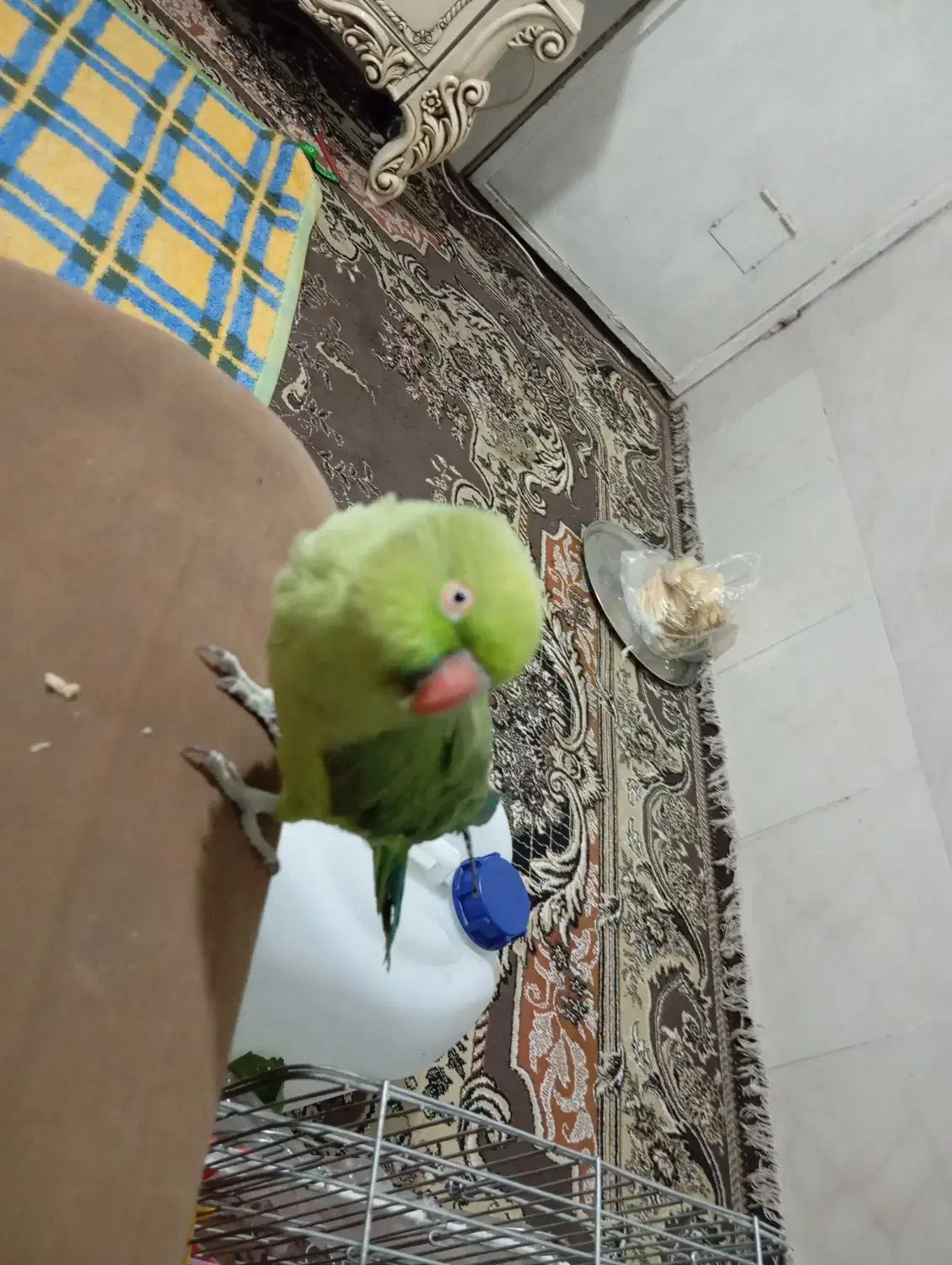 طوطی ملنگو سوخن گو کشیده|پرنده|شیراز, شهرک مهرگان|دیوار