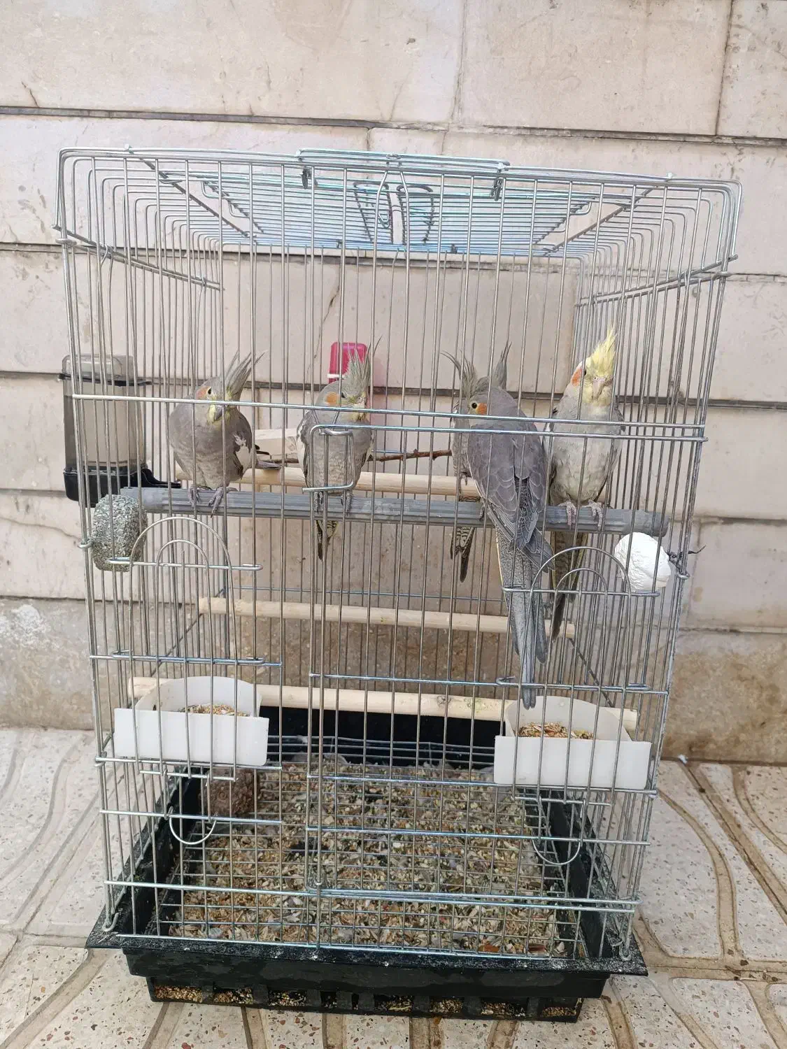 فروش ۵ عدد عروس هلندی مولد|پرنده|شهرکرد, |دیوار