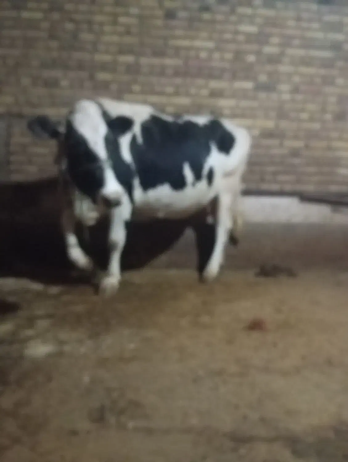 گاو گوساله|حیوانات مزرعه|دینور, |دیوار