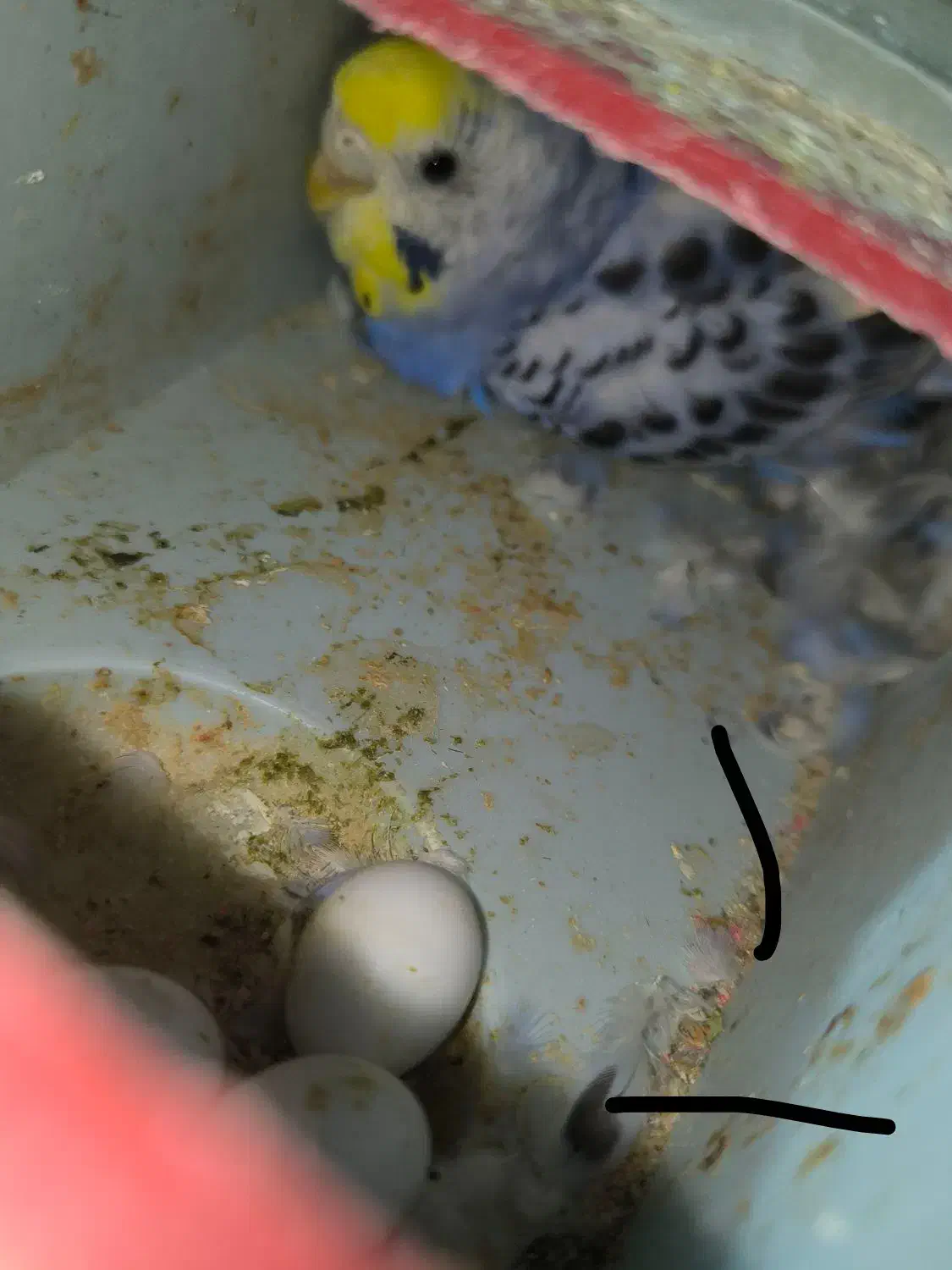 دو جفت مرغ عشق مولد  همراه با تخم|پرنده|بندر ماهشهر, |دیوار