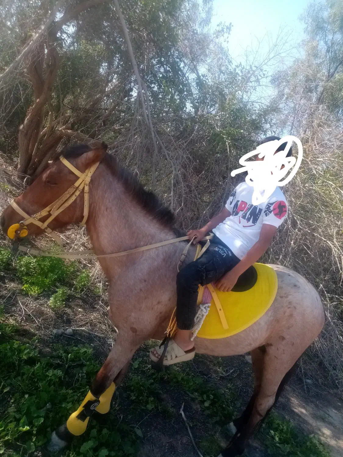 اسب رام وسواری|اسب و تجهیزات اسب‌سواری|سعدآباد, |دیوار