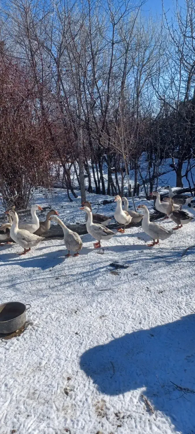 قوغاز معاوضه با قناری یا سهره|حیوانات مزرعه|اردبیل, |دیوار