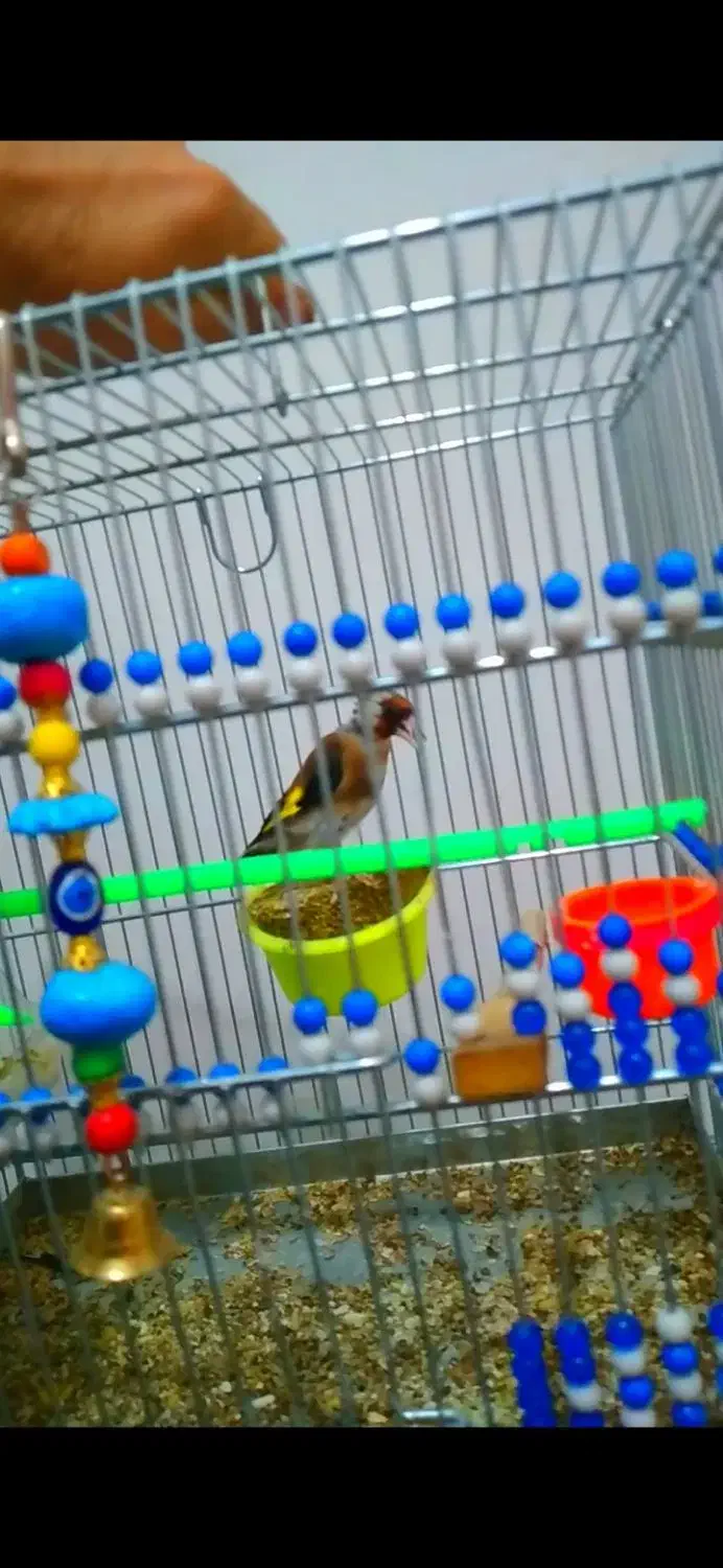 سهره چهار گل|پرنده|مشهد, کوی دروی|دیوار