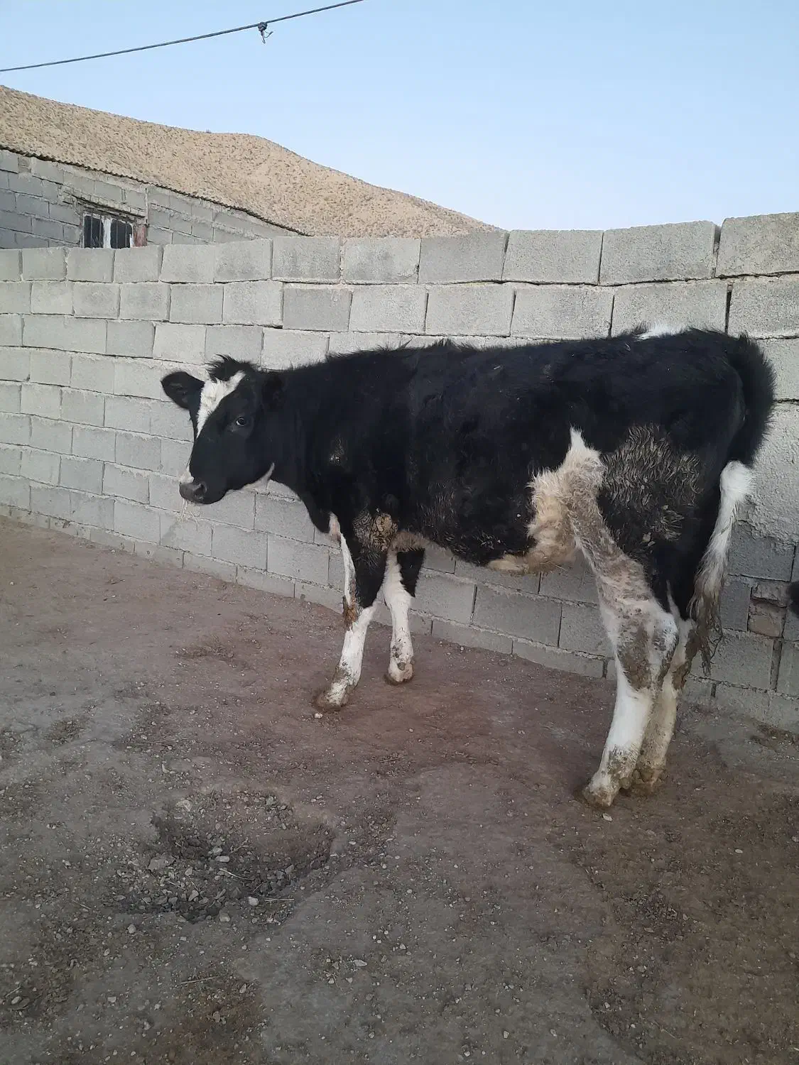 تلیسه گاو گوساله|حیوانات مزرعه|دامغان, |دیوار
