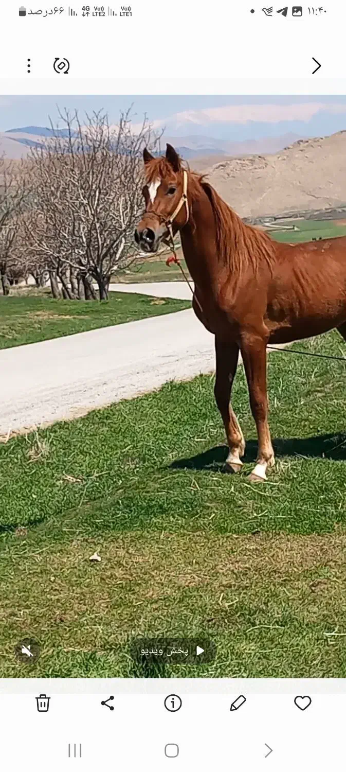 اسب عرب....|اسب و تجهیزات اسب‌سواری|کرمانشاه, |دیوار