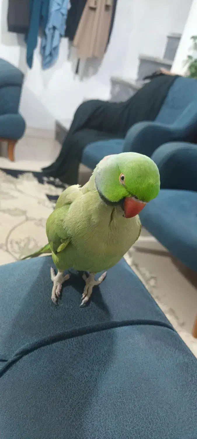 ملنگو نر سخنگو فول دستی|پرنده|خرم‌آباد (تنکابن), |دیوار