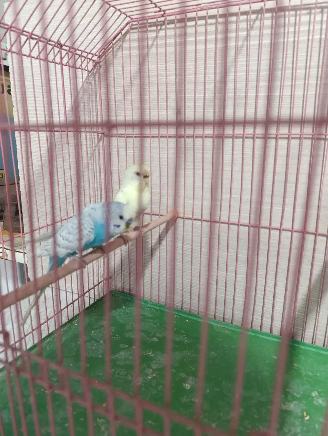 مرغ عشق|پرنده|رشت, علی آباد|دیوار