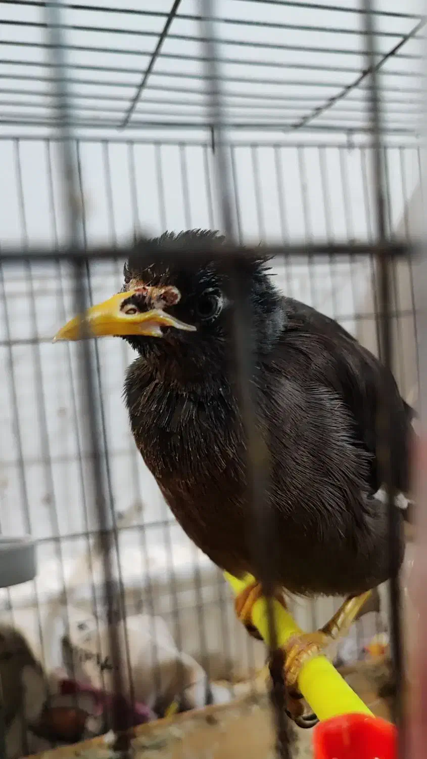 پرنده|پرنده|مشهد, هدایت|دیوار