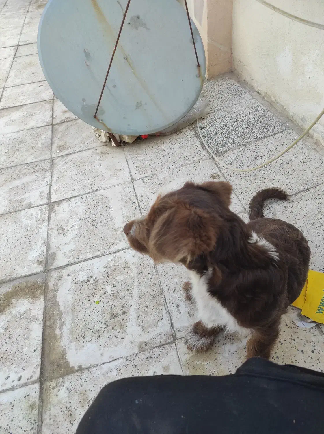 سگ واگذاری|سگ|مشهد, پورسینا|دیوار