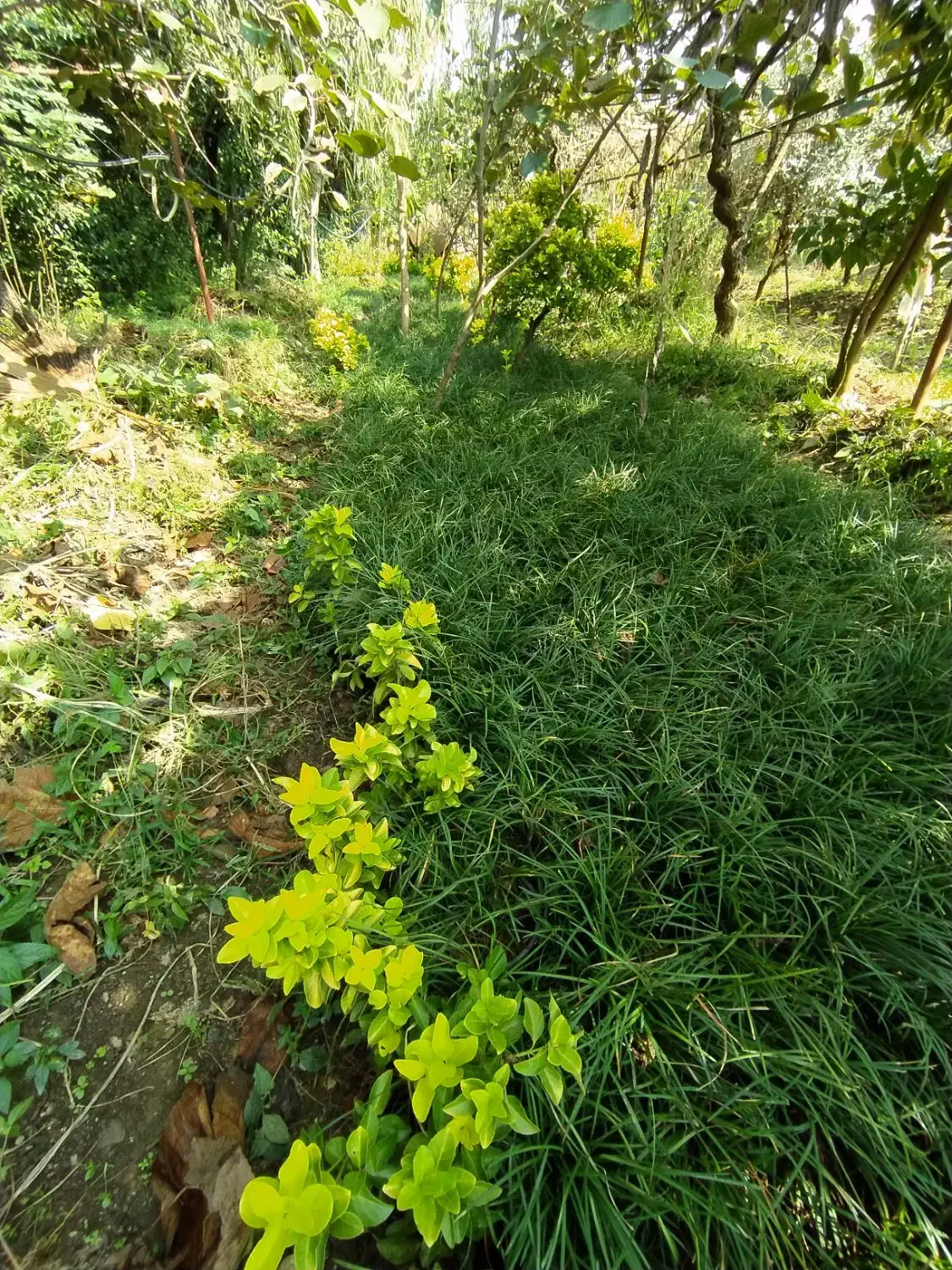 گل چمن یال اسبی|گل و گیاه طبیعی|کتالم و سادات شهر, |دیوار