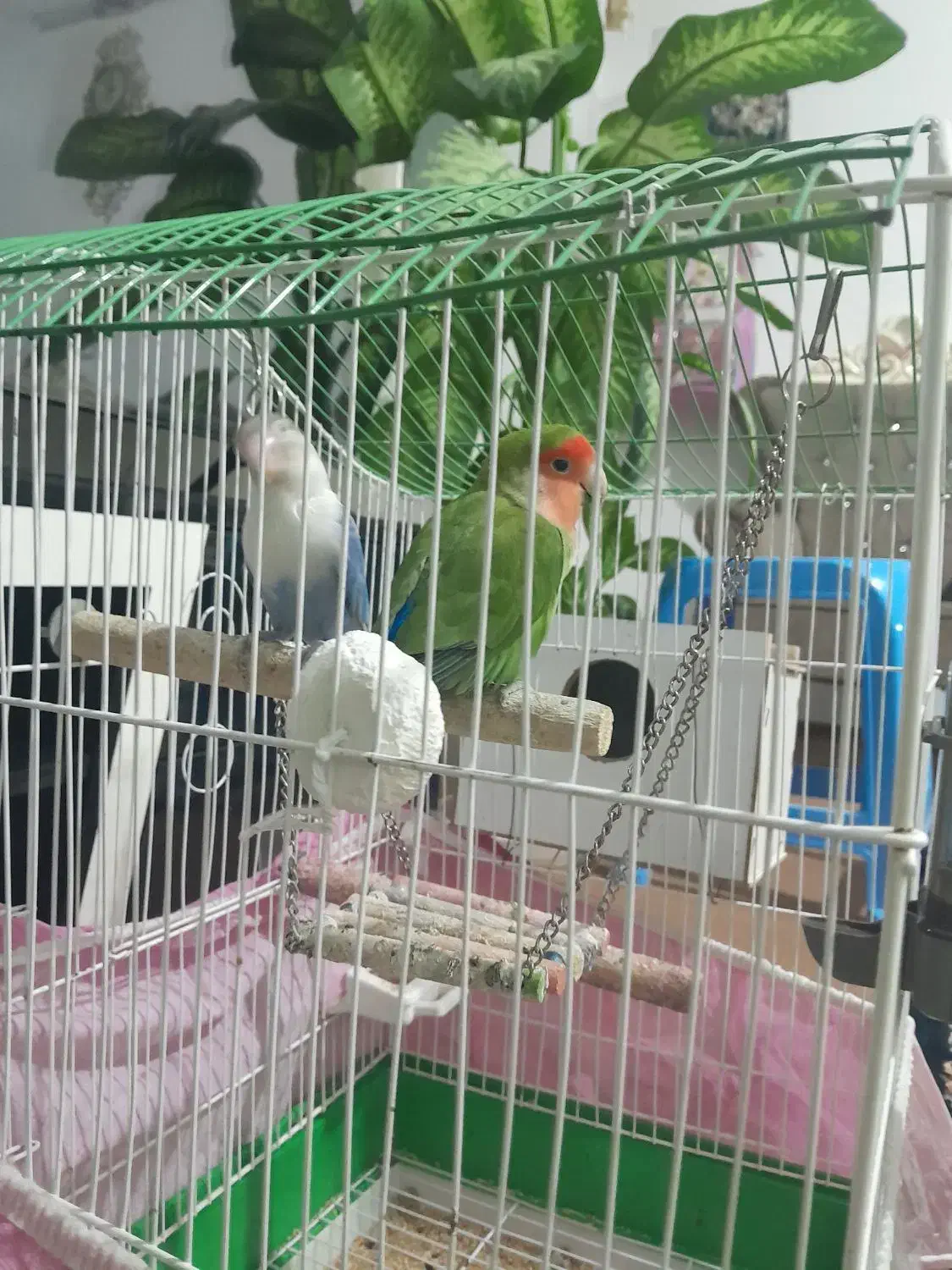 ۲۵۰۰۰۰۰تومان|پرنده|اردبیل, |دیوار