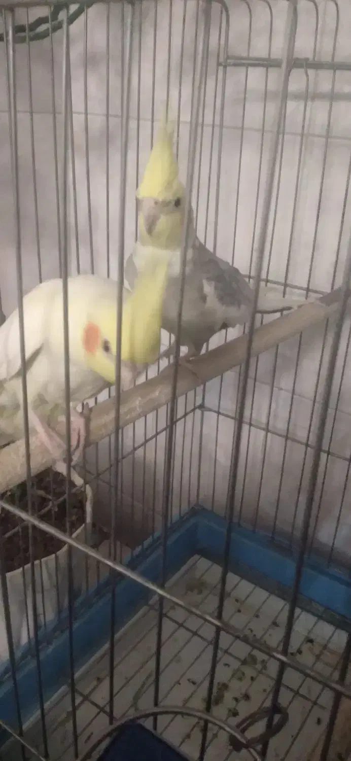 عروس هلندی جفت شده|پرنده|بروجرد, |دیوار