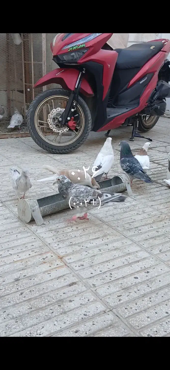 کفتر گم کردم هفترنگ شکلاتی|پرنده|سبزوار, امیر کبیر|دیوار