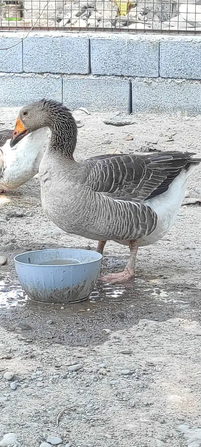 غاز|حیوانات مزرعه|میناب, |دیوار