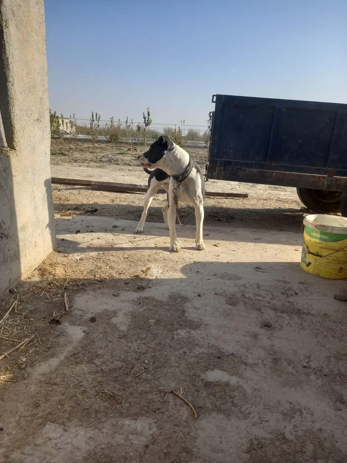 توله سگ پیتبول کنکورسو|سگ|گلبهار, نوبهار|دیوار