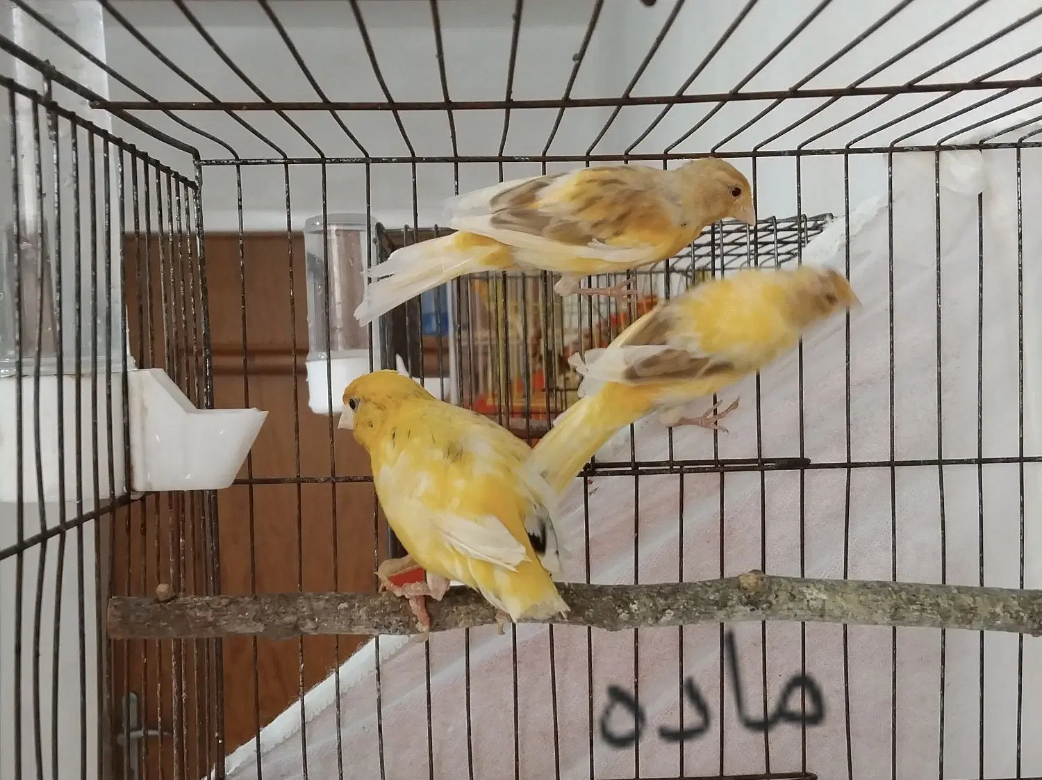قناری|پرنده|رشت, حمیدیان|دیوار