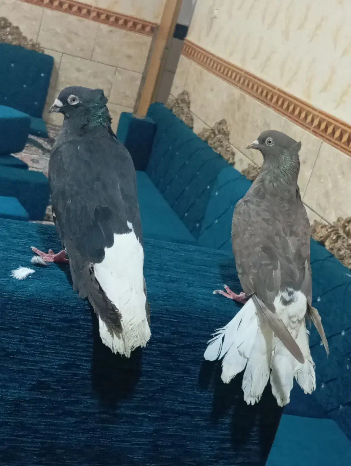 جوفت اشعل درجه یک|پرنده|اهواز, کوی مندلی(سه راه خرمشهر)|دیوار