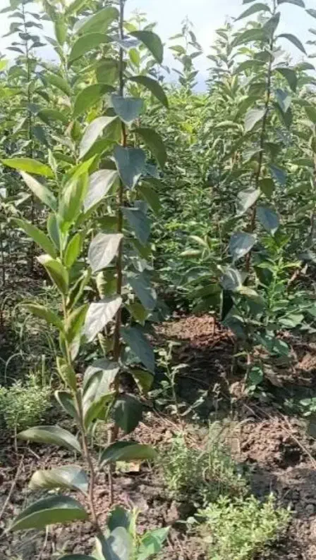 توزیع نهال خرمالو، انار ،انجیر در نهالستان غرب|خدمات باغبانی و درختکاری|اطاقور, |دیوار