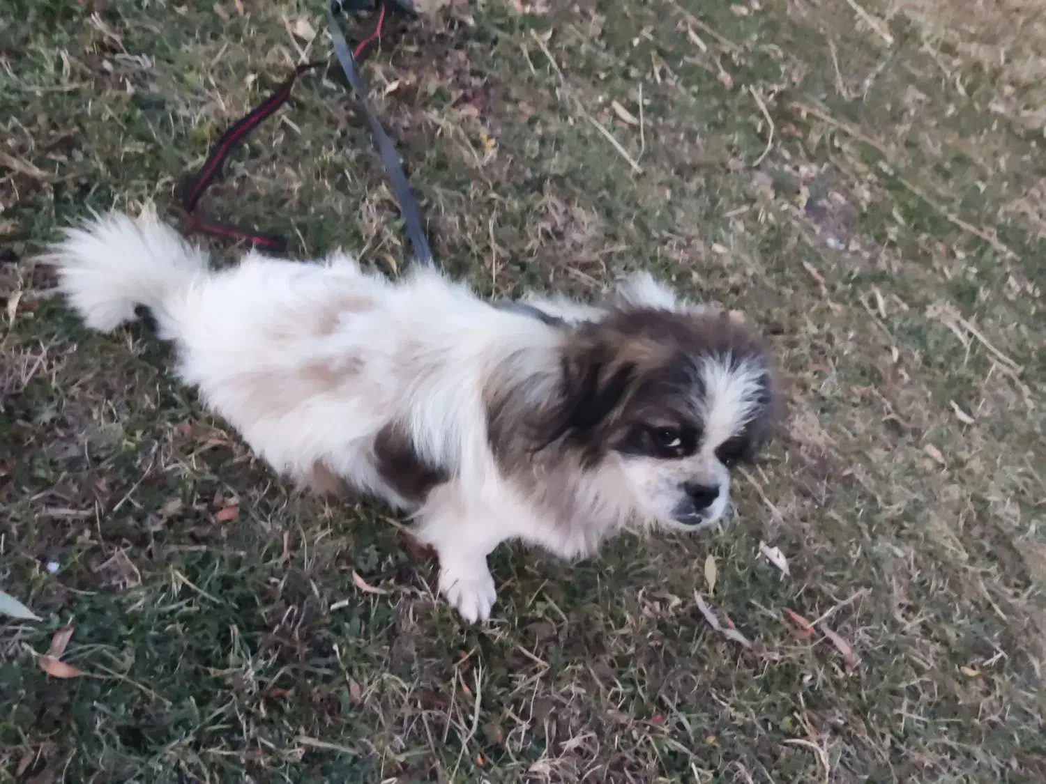 پاگوتاخانگی|سگ|خلخال, |دیوار