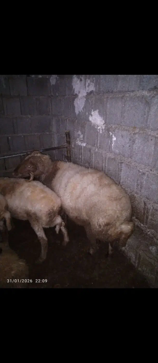 نرپروار کیلویی ۵۷۰|حیوانات مزرعه|املش, |دیوار