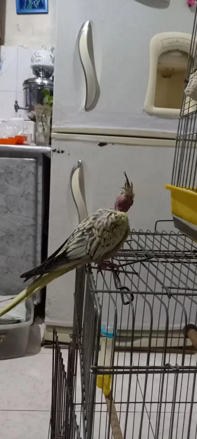 عروس هلندی|پرنده|قدس, شهرقدس|دیوار