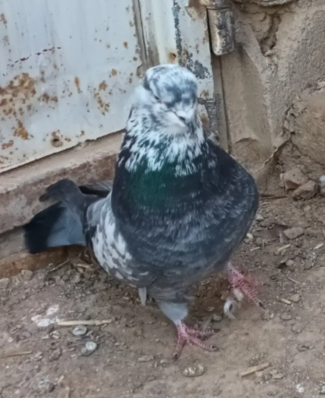 نروماده|پرنده|اردبیل, |دیوار