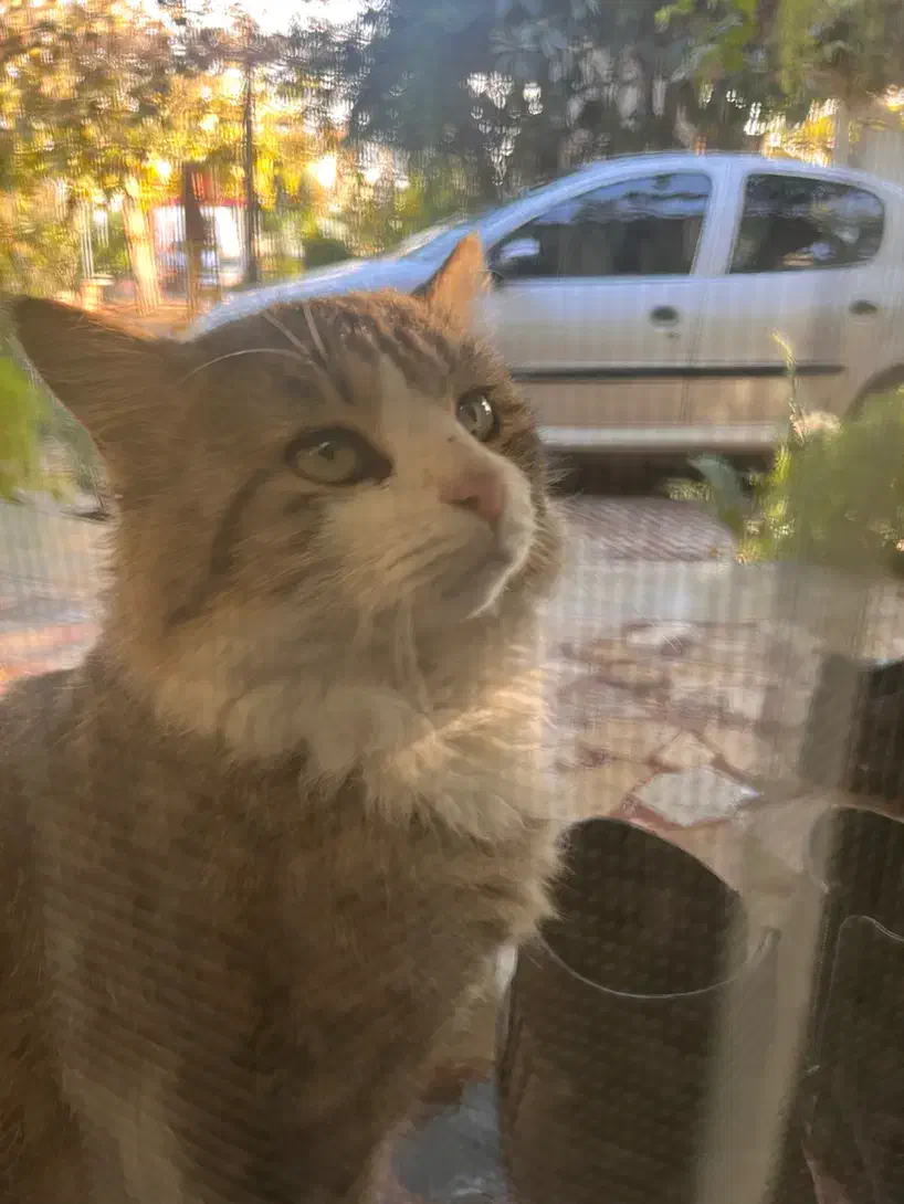 گربه درجه ۱|گربه|کردکوی, |دیوار