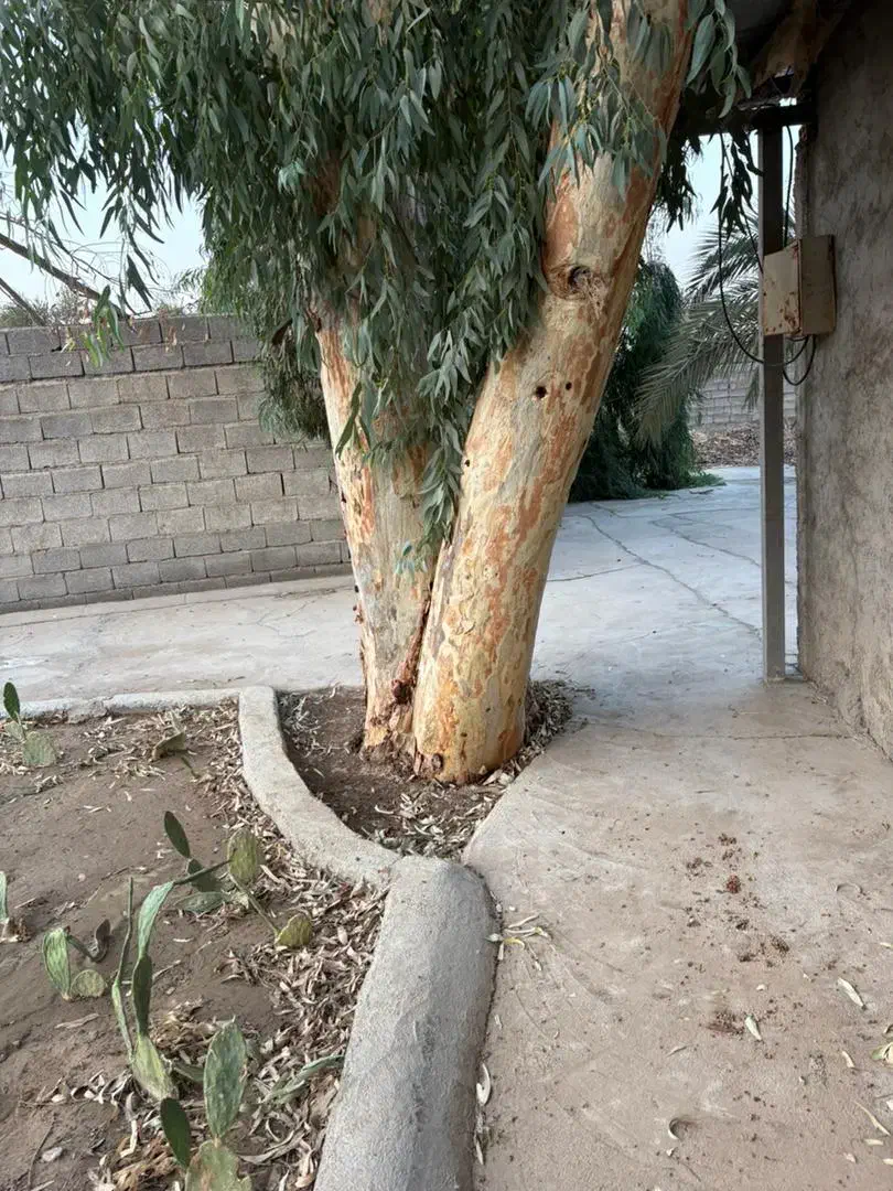 خرید چوب ودرخت|خدمات باغبانی و درختکاری|کرمان, |دیوار