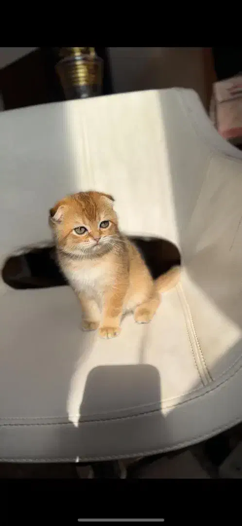 بچه گربه اسکاتیش 2ماهه گلد|گربه|تهران, ارم|دیوار