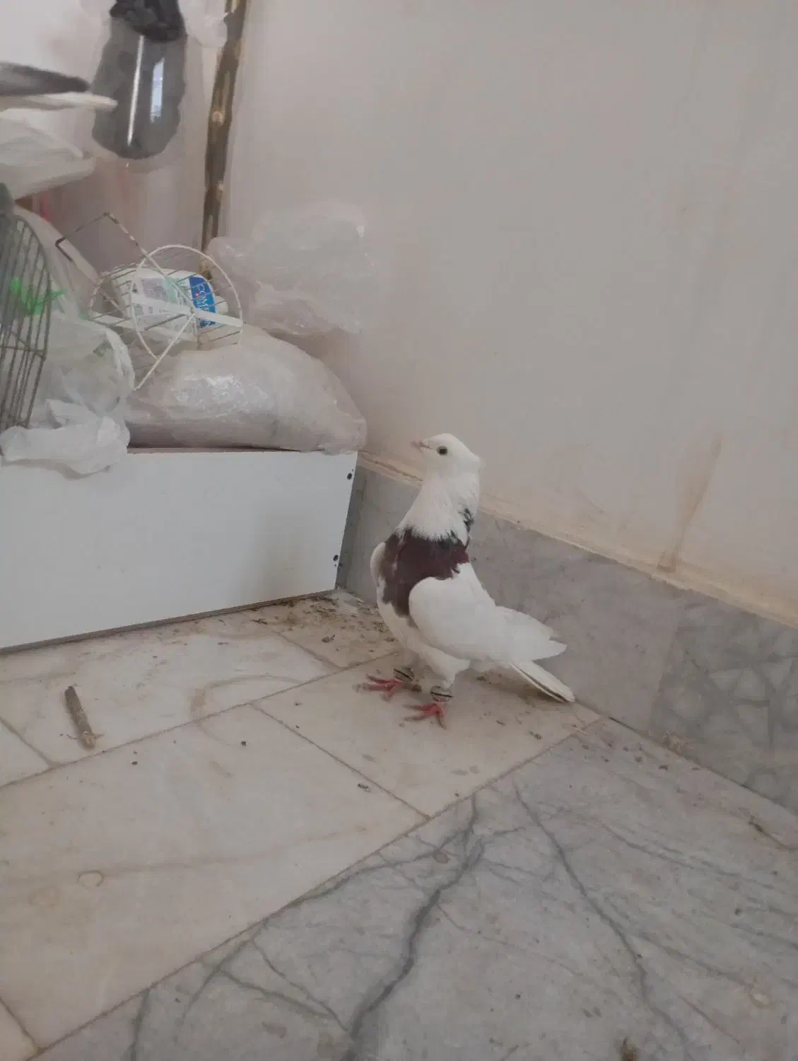 کفتر|پرنده|بجنورد, |دیوار