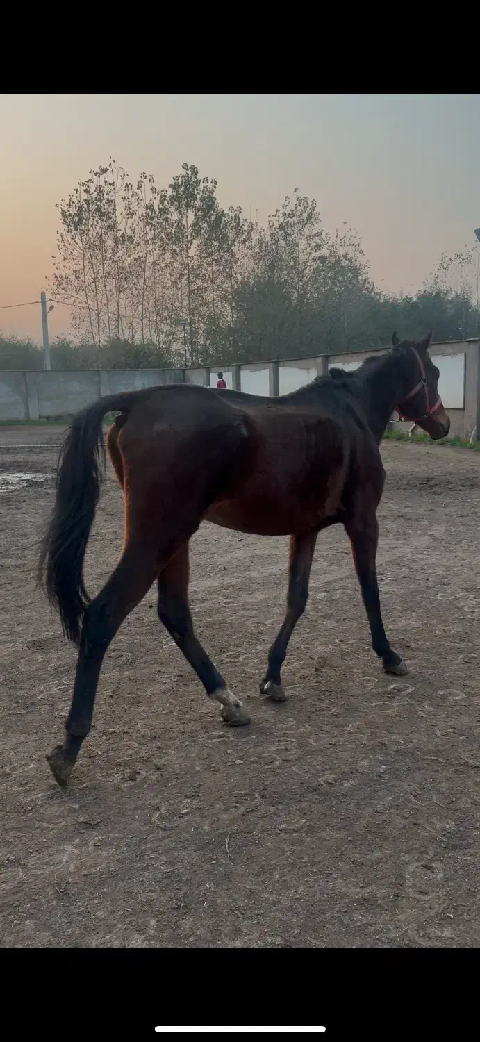 اسب نریون تروبرد ۷ ساله|اسب و تجهیزات اسب‌سواری|رشت, کوی غلام نیا|دیوار