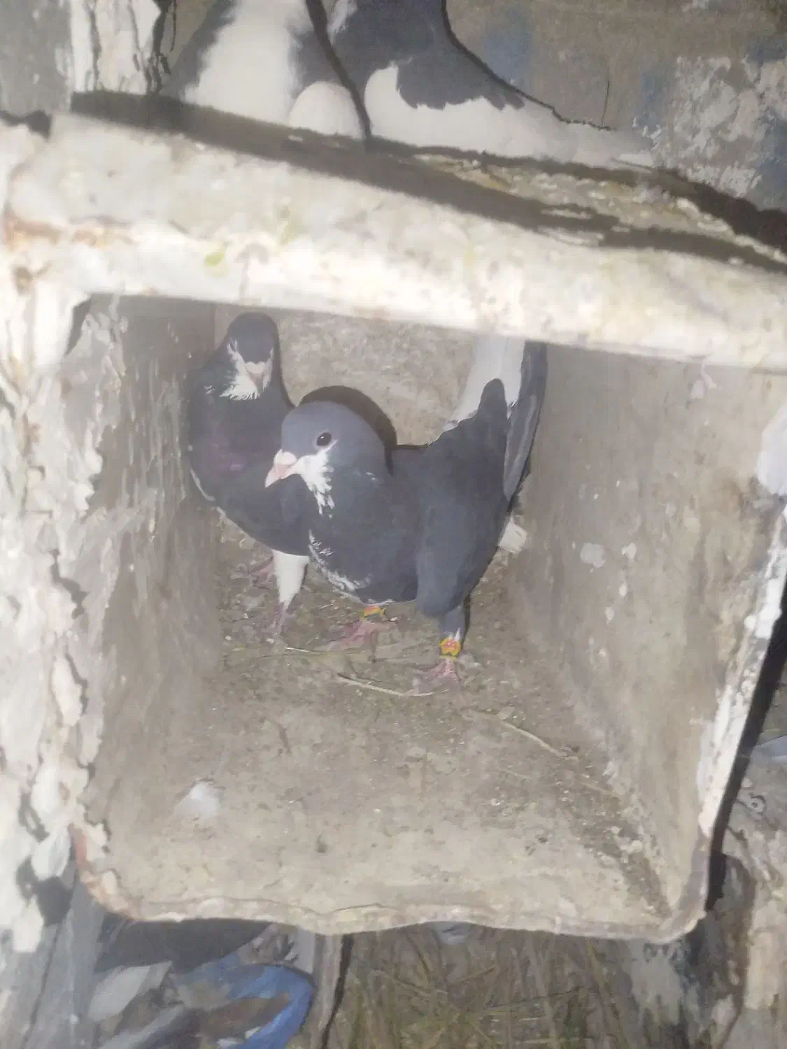 کبوتر زنگی|پرنده|نورآباد ممسنی, |دیوار