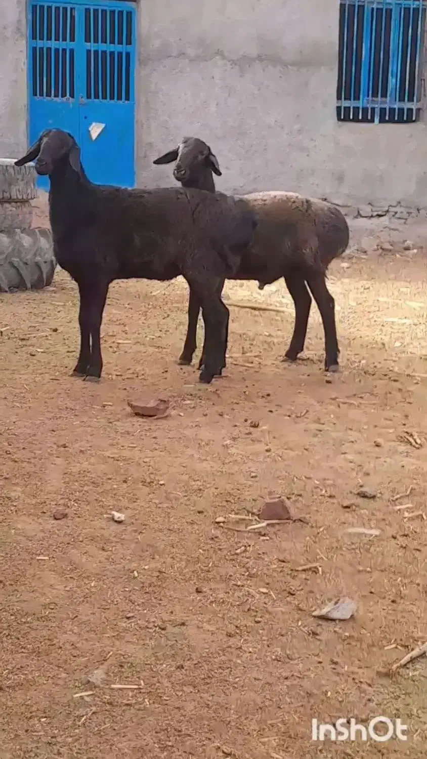 بره‌قو چی‌چینی|حیوانات مزرعه|تربت جام, جامرود|دیوار