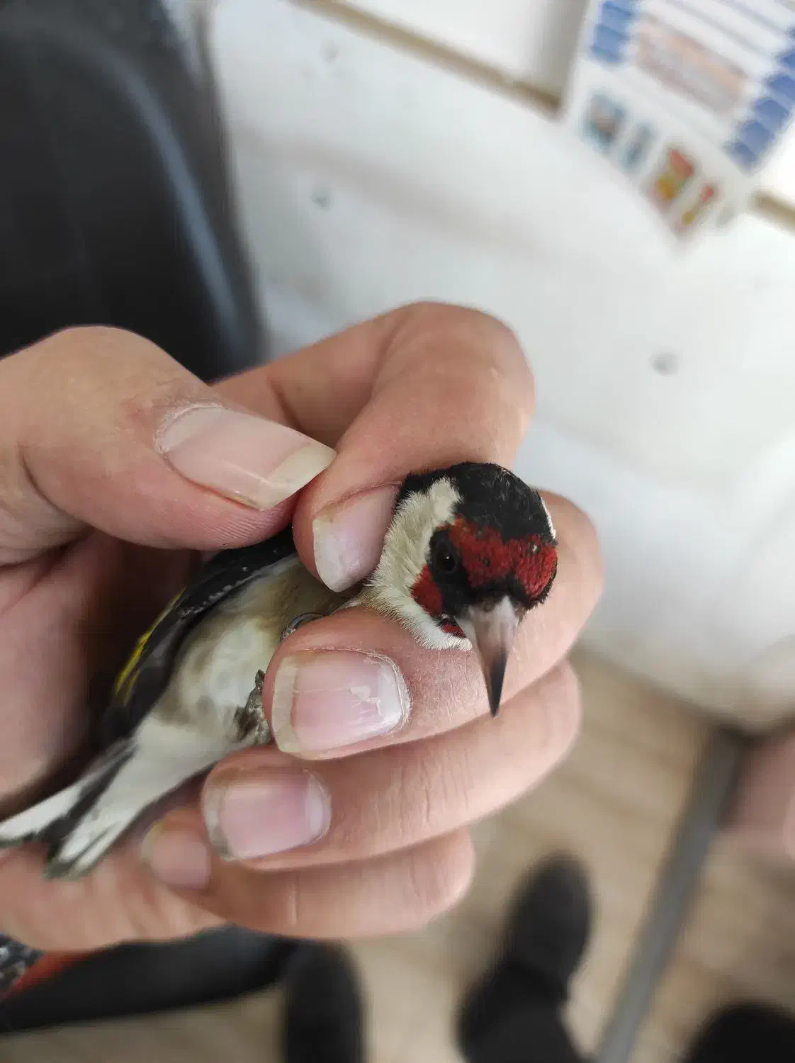 سهره ماده|پرنده|اردبیل, |دیوار